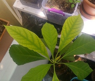Name:  avocado2.jpg
Views: 2168
Size:  43.6 KB