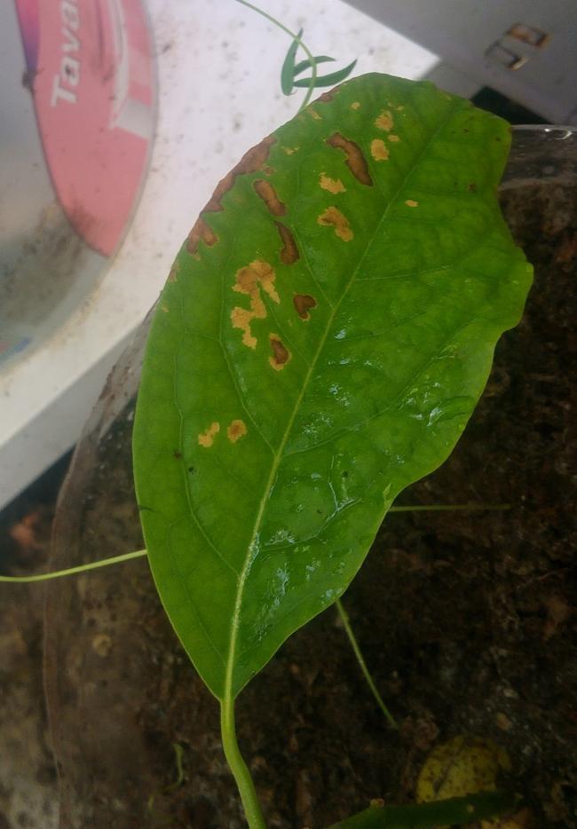 Name:  avocado3.jpg
Views: 2201
Size:  58.1 KB