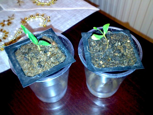 Name:  Nance&Amla.jpg
Views: 1651
Size:  52.3 KB