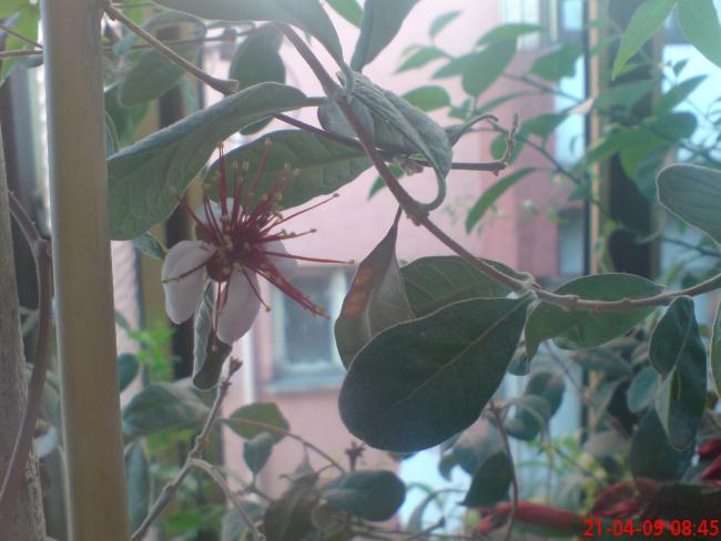 Name:  ser 017.jpg
Views: 1200
Size:  39.8 KB