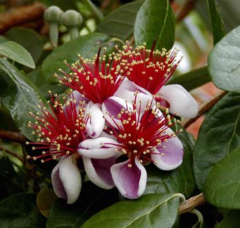 Name:  Pineapple_guava_bloom.jpg
Views: 2977
Size:  26.0 KB