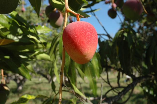 Name:  mango1.jpg
Views: 8922
Size:  38.6 KB
