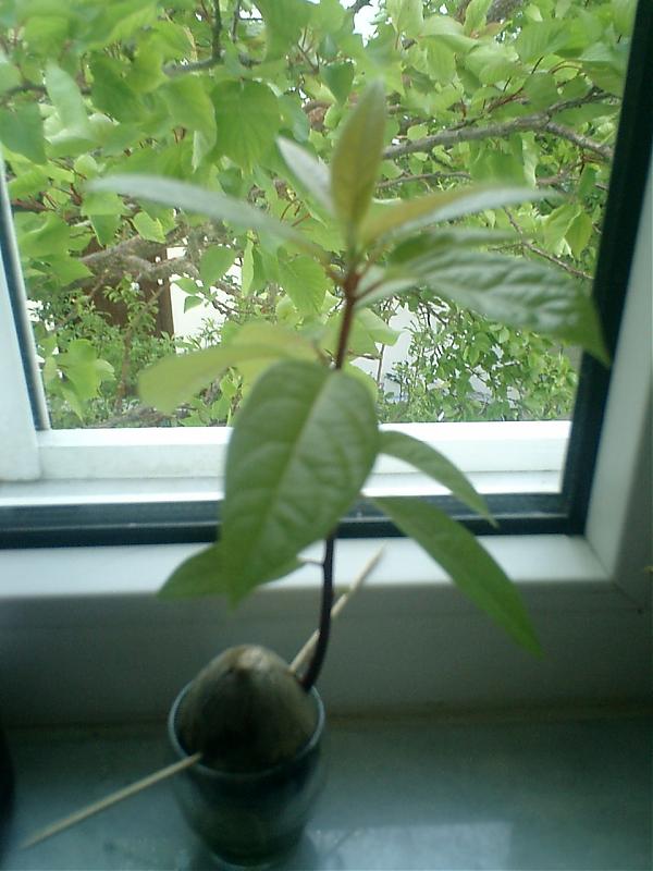 Name:  avakado 004.jpg
Views: 7880
Size:  62.0 KB
