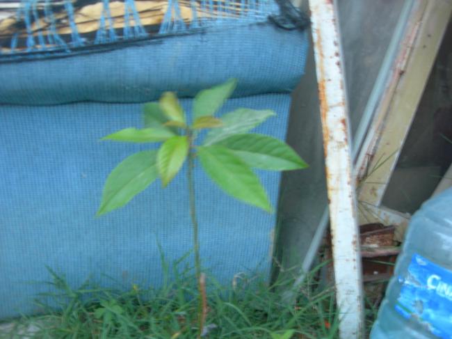 Name:  avokado.jpg
Views: 3360
Size:  39.5 KB