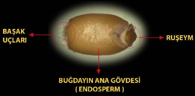 Name:  ruem 4.jpg
Views: 15468
Size:  18.5 KB
