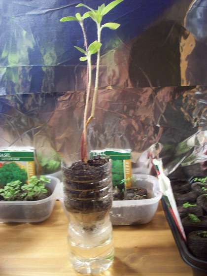 Name:  Easy-Self-Watering-Plant-Container.jpg
Views: 1948
Size:  27.6 KB