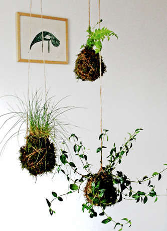 Name:  kokedama-final.jpg
Views: 34043
Size:  22.9 KB
