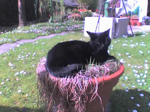 Name:  aurivsblumentopf.jpeg
Views: 2366
Size:  47.7 KB