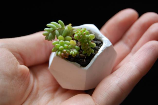 Name:  tiny-plant-3.jpg
Views: 2685
Size:  23.7 KB