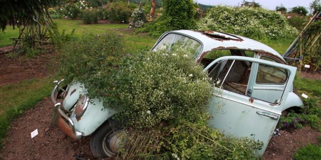 Name:  01102012_VW_Kaefer_Blumentopf_dpa.jpg
Views: 1984
Size:  51.2 KB