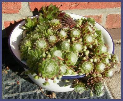 Name:  hauswurzen2-R.jpg
Views: 2011
Size:  35.6 KB