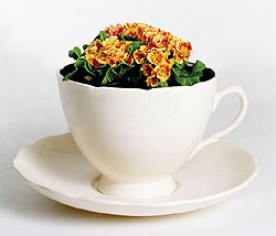 Name:  Thorsten-Elten-Plant-Cup.jpeg
Views: 2174
Size:  11.4 KB