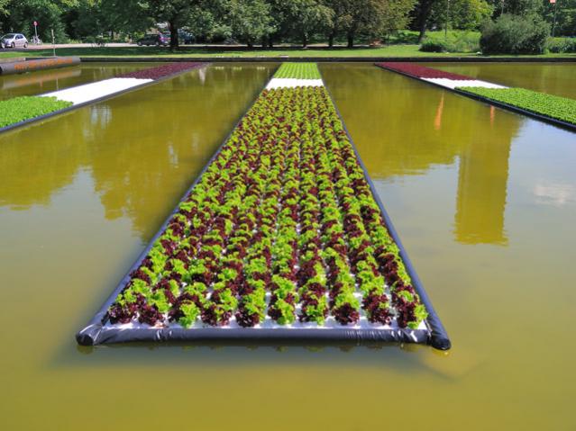 Name:  salatfeld.jpg
Views: 1737
Size:  50.0 KB