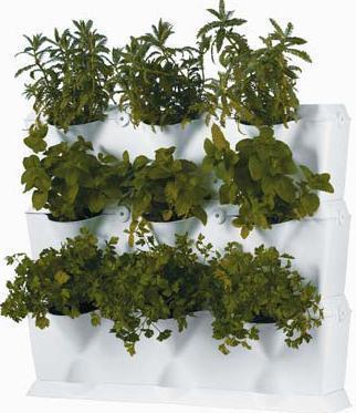 Name:  minigarden.jpeg
Views: 2459
Size:  25.6 KB