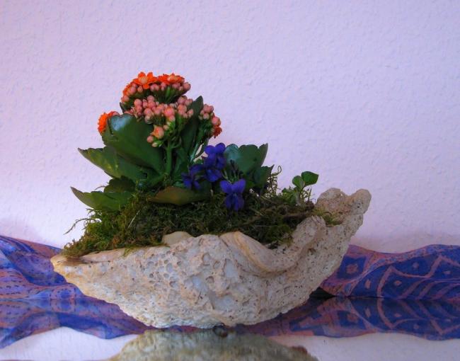 Name:  alte-Muschel-a20699717.jpg
Views: 1651
Size:  41.8 KB