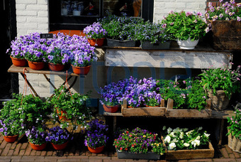 Name:  pitti_1125458.jpeg
Views: 1625
Size:  62.0 KB