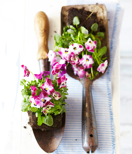 Name:  stiefmuetterchen_schaufel.jpeg
Views: 1588
Size:  61.8 KB