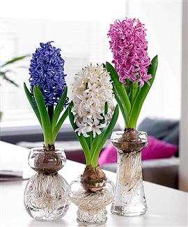 Name:  hyazinthen-im-glas.jpeg
Views: 1622
Size:  20.9 KB