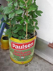 Name:  45512d1323797652t-blumentoepfe-und-pflanzkuebel-img_0744-1.jpeg
Views: 1821
Size:  15.7 KB