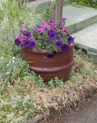Name:  Pflanzgefaee-7-Garten-Stauden-07.06.09+186.jpeg
Views: 1503
Size:  46.9 KB