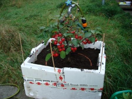 Name:  kiste-apfelbaum.jpg
Views: 1901
Size:  29.7 KB