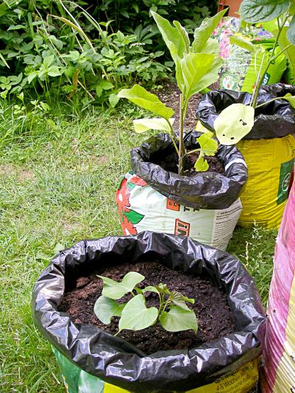 Name:  aubergine-und-suesskartoffe-1.jpg
Views: 2548
Size:  79.3 KB