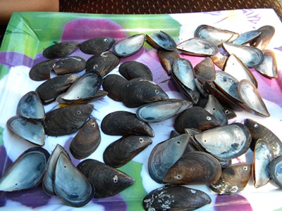 Name:  DSCN7783.JPG
Views: 18816
Size:  67.1 KB