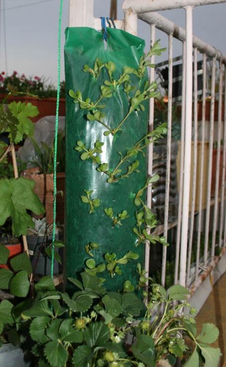 Name:  semizotu2.jpg
Views: 7524
Size:  58.9 KB