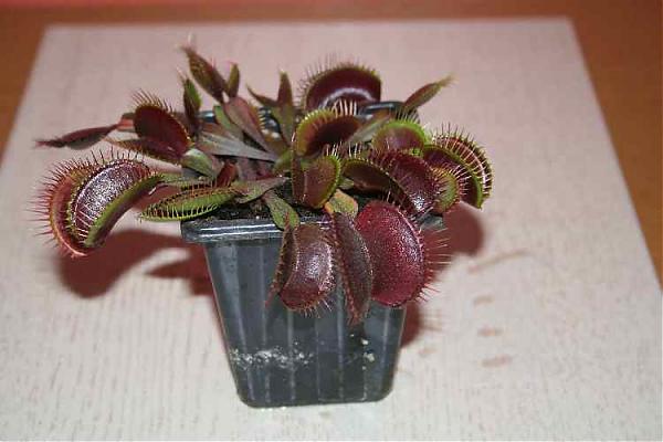 Name:  vft-13-11-2007 004.jpg
Views: 1755
Size:  32.4 KB