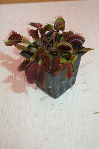 Name:  vft-13-11-2007 011.jpg
Views: 1662
Size:  12.1 KB