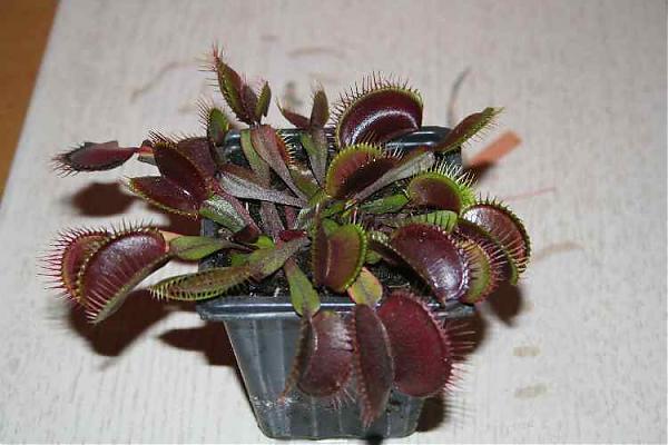 Name:  vft-13-11-2007 005.jpg
Views: 1679
Size:  37.2 KB