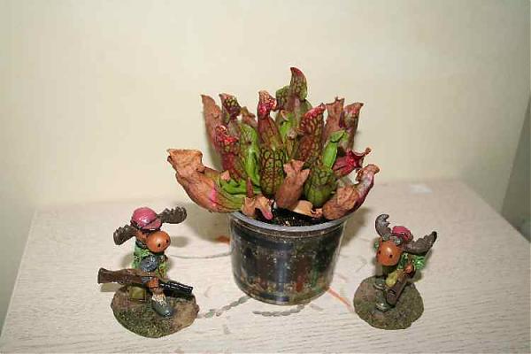 Name:  sarr.purpurea-14-11-2007 021.jpg
Views: 1203
Size:  30.8 KB