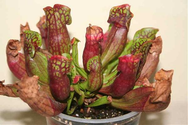 Name:  sarr.purpurea-14-11-2007 009.jpg
Views: 1226
Size:  39.0 KB