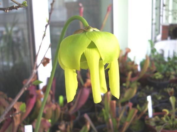 Name:  IMGP0811_resize.jpg
Views: 3448
Size:  29.2 KB