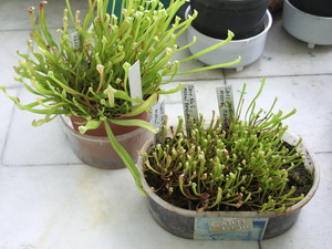 Name:  sarfid2.JPG
Views: 1782
Size:  40.8 KB