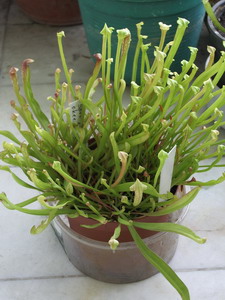 Name:  sarfid1.JPG
Views: 1750
Size:  37.3 KB