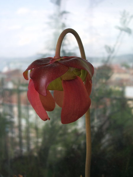 Name:  sPurpureaFlower.JPG
Views: 1724
Size:  49.7 KB