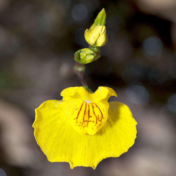 Name:  utricularia_australis_02.jpg
Views: 378
Size:  63.7 KB
