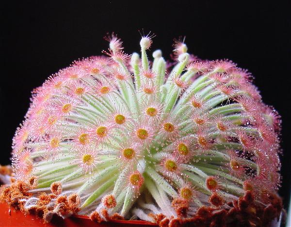Name:  Drosera_derbyensis_ne1.jpg
Views: 3472
Size:  62.7 KB
