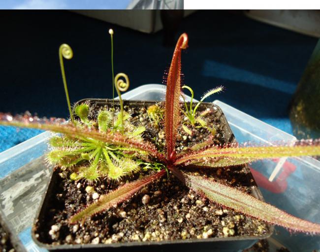 Name:  adalea-spatulata.jpg
Views: 1367
Size:  60.6 KB