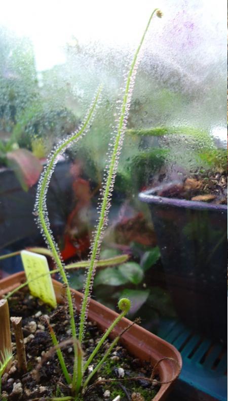 Name:  filifor.jpg
Views: 1294
Size:  52.7 KB