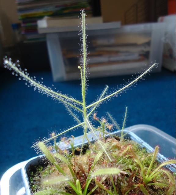Name:  byblis-scorp.jpg
Views: 1326
Size:  52.7 KB