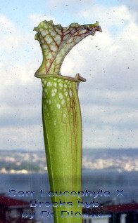 Name:  sarLeucBrooks.jpg
Views: 5961
Size:  26.1 KB