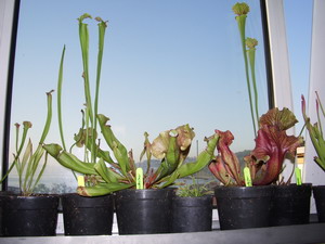 Name:  sarrnt.jpg
Views: 5917
Size:  32.2 KB