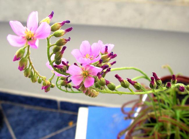 Name:  droseracicek02.jpg
Views: 696
Size:  38.2 KB