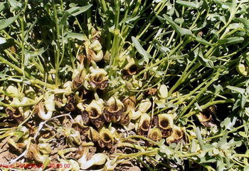 Name:  Aristolochia.jpg.jpg
Views: 694
Size:  58.1 KB
