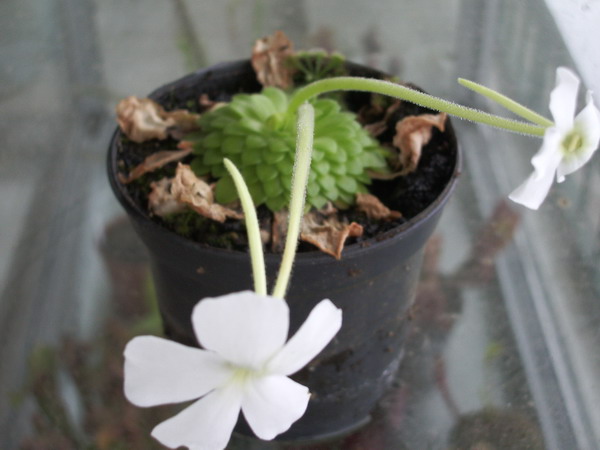 Name:  ringuicula2.JPG
Views: 1057
Size:  60.2 KB