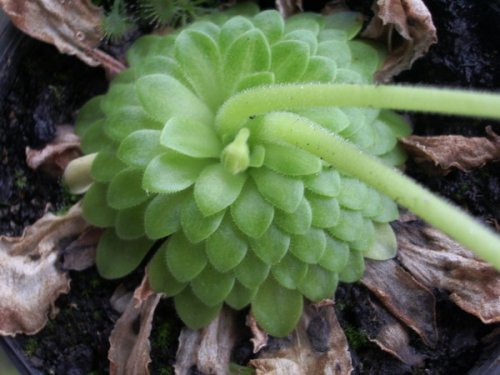 Name:  ringuicula1.JPG
Views: 1153
Size:  38.3 KB