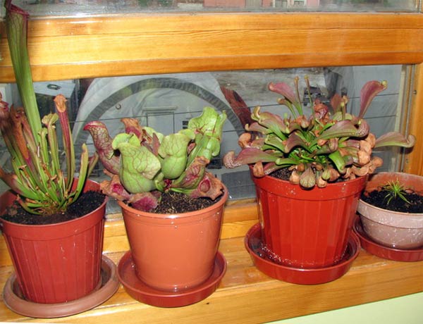 Name:  etobur.jpg
Views: 1180
Size:  51.6 KB
