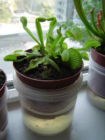 Name:  dionaea2.jpg
Views: 683
Size:  30.0 KB